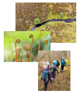 Collage of three photos - a river, curled ferns and people walking through a woodland